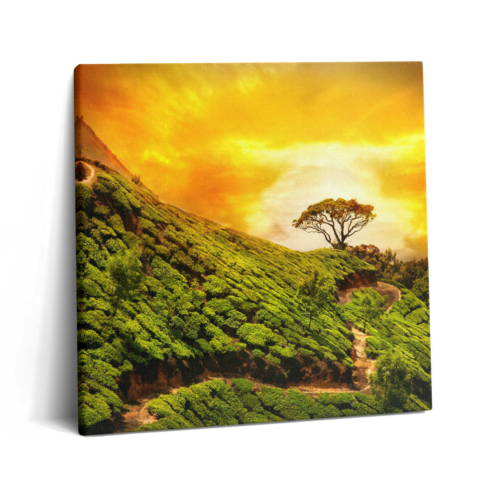 Tablou pe pânză canvas 60x60 Dealul Ceaiului