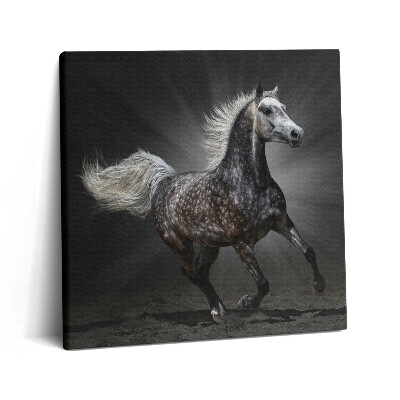 Tablou pe pânză canvas 60x60 Calul galopant