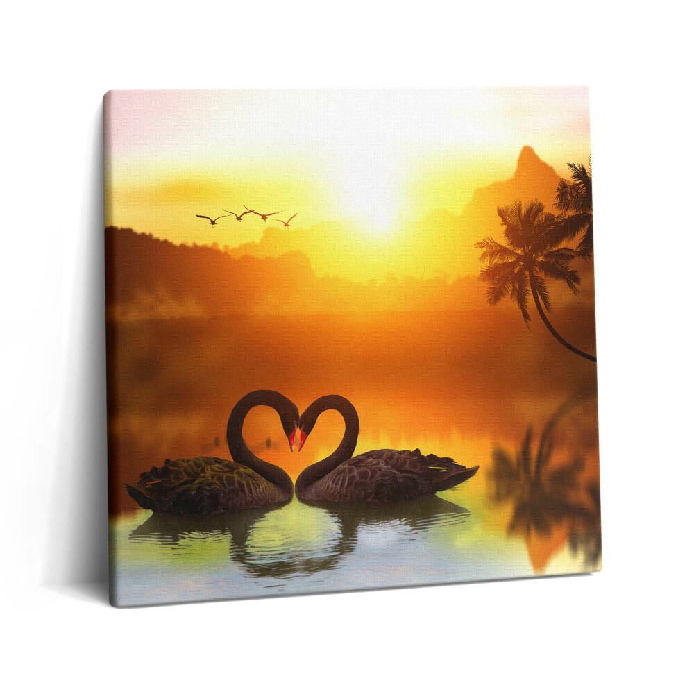 Tablou pe pânză canvas 60x60 Frumoasă lebădă neagră pe lac