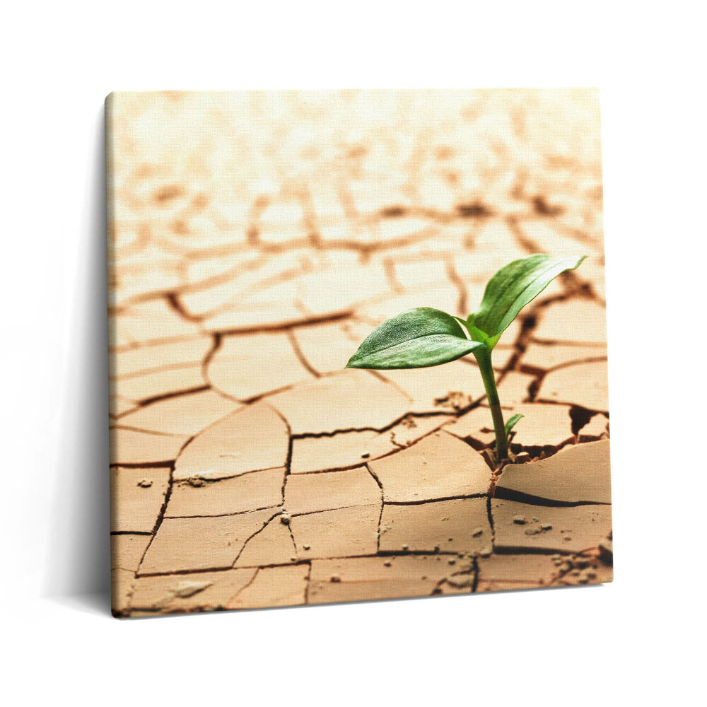 Tablou pe pânză canvas 60x60 Plantați în sol uscat