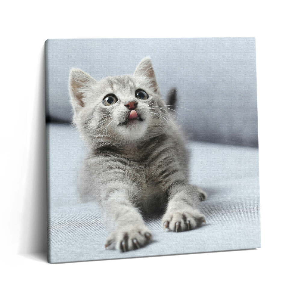 Tablou pe pânză canvas 60x60 Pisicuță drăguță pe canapea