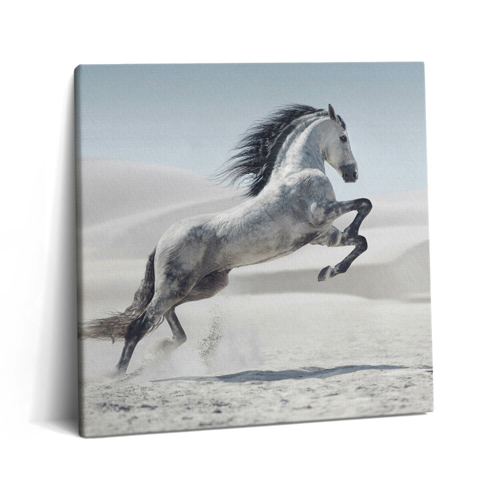 Tablou pe pânză canvas 60x60 Cal alb galopant