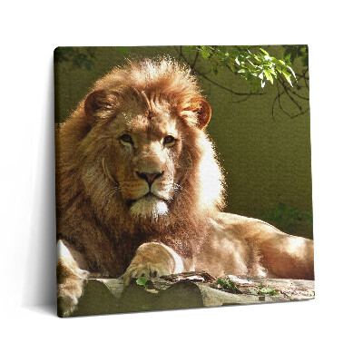 Tablou pe pânză canvas 60x60 Portretul unui leu sălbatic