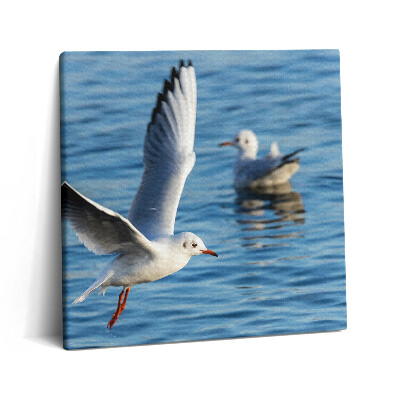 Tablou pe pânză canvas 60x60 Pescărușii din Gdynia