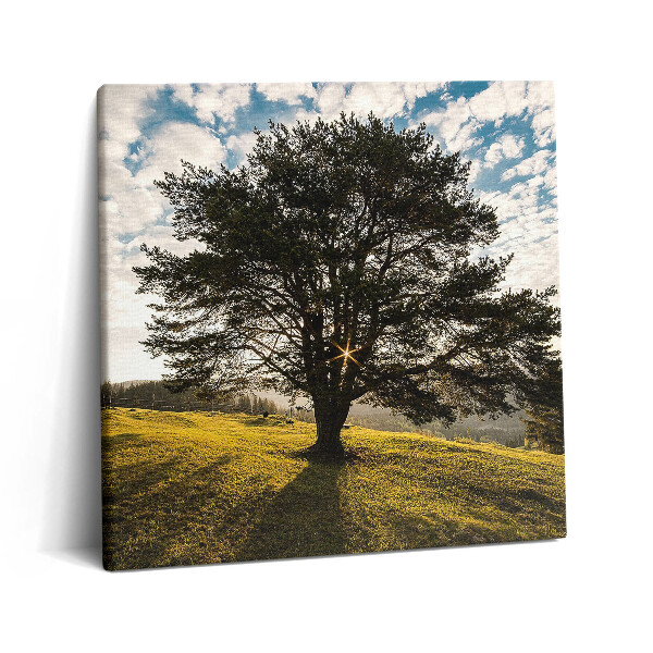 Tablou pe pânză canvas 60x60 Un copac cu frunze pe un deal