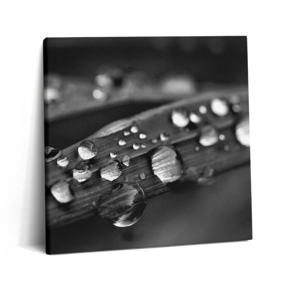 Tablou pe pânză canvas 60x60 Frunză de trandafir alb-negru