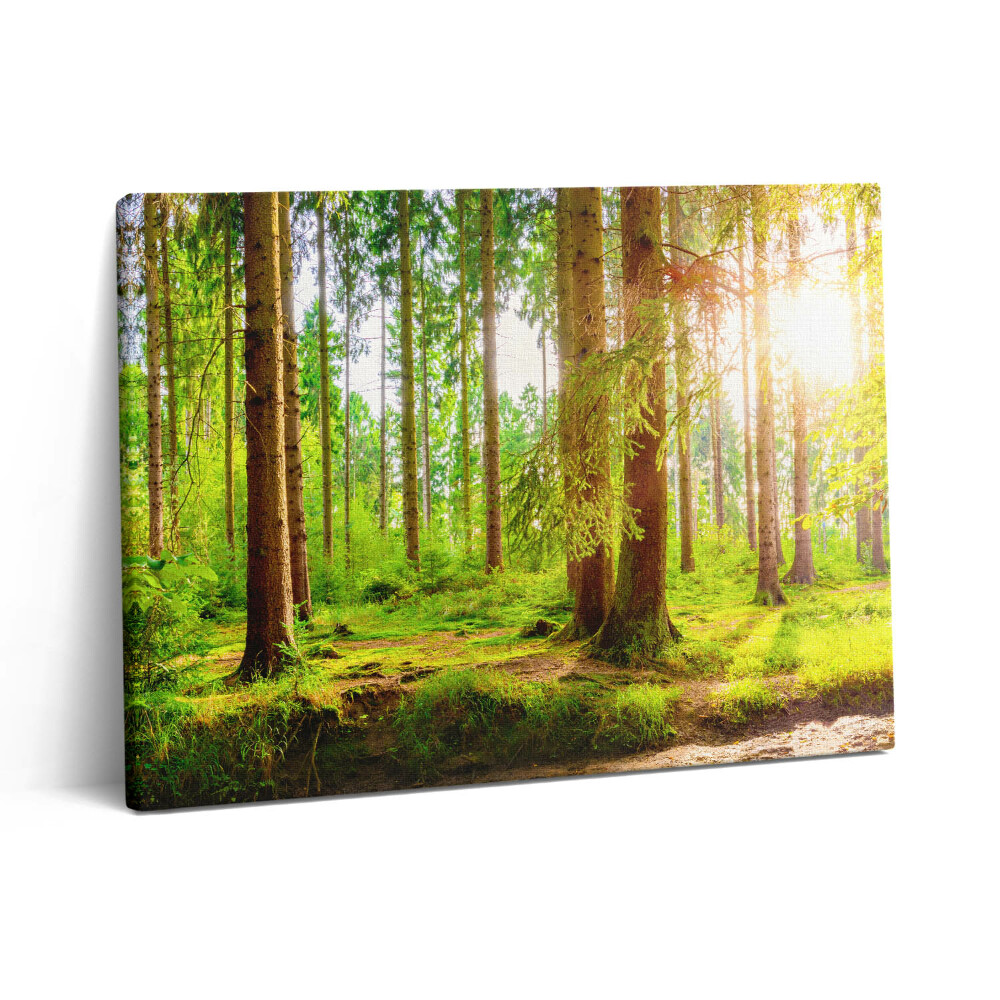 Pictură pe pânză 80x60 Pădurea la soare