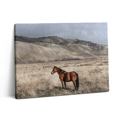 Pictură pe pânză 80x60 Armăsar în iarbă