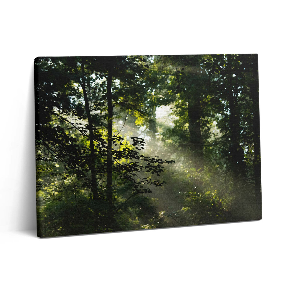 Pictură pe pânză 80x60 Razele soarelui și copacii