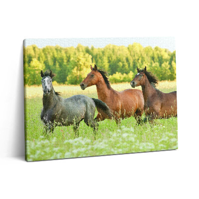 Pictură pe pânză 80x60 Cai armăsari în pajiște