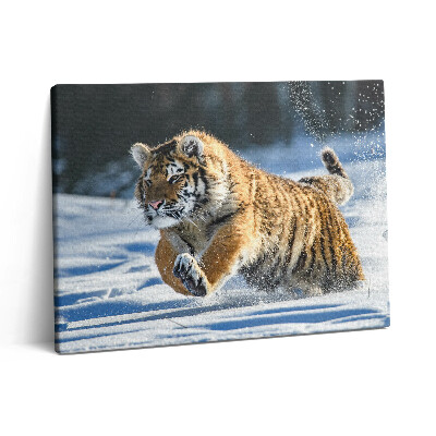Pictură pe pânză 80x60 Tigru pufos în zăpadă
