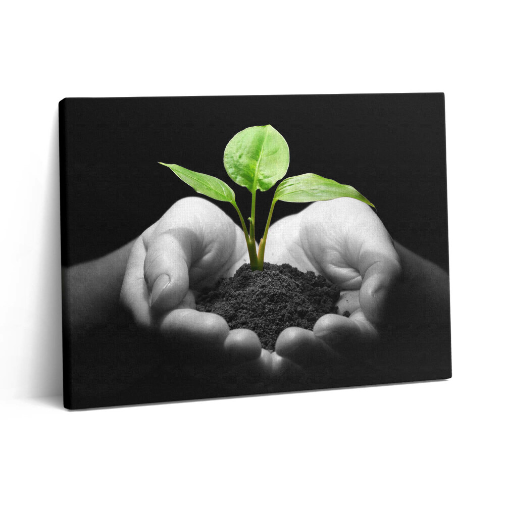 Pictură pe pânză 80x60 Plantă în mâini