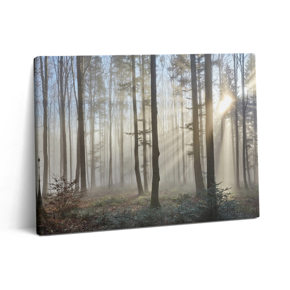Pictură pe pânză 80x60 Pădurea în ceață