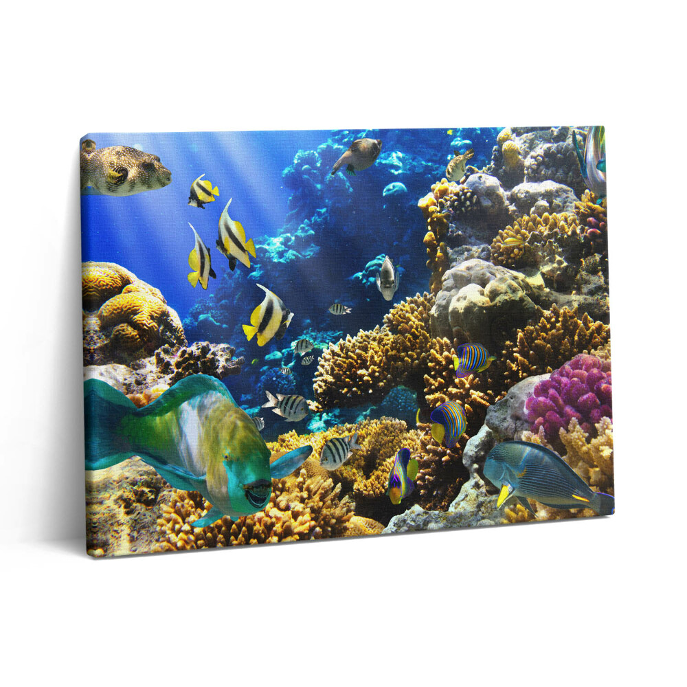 Pictură pe pânză 80x60 Fotografie cu pești pe un recif de corali