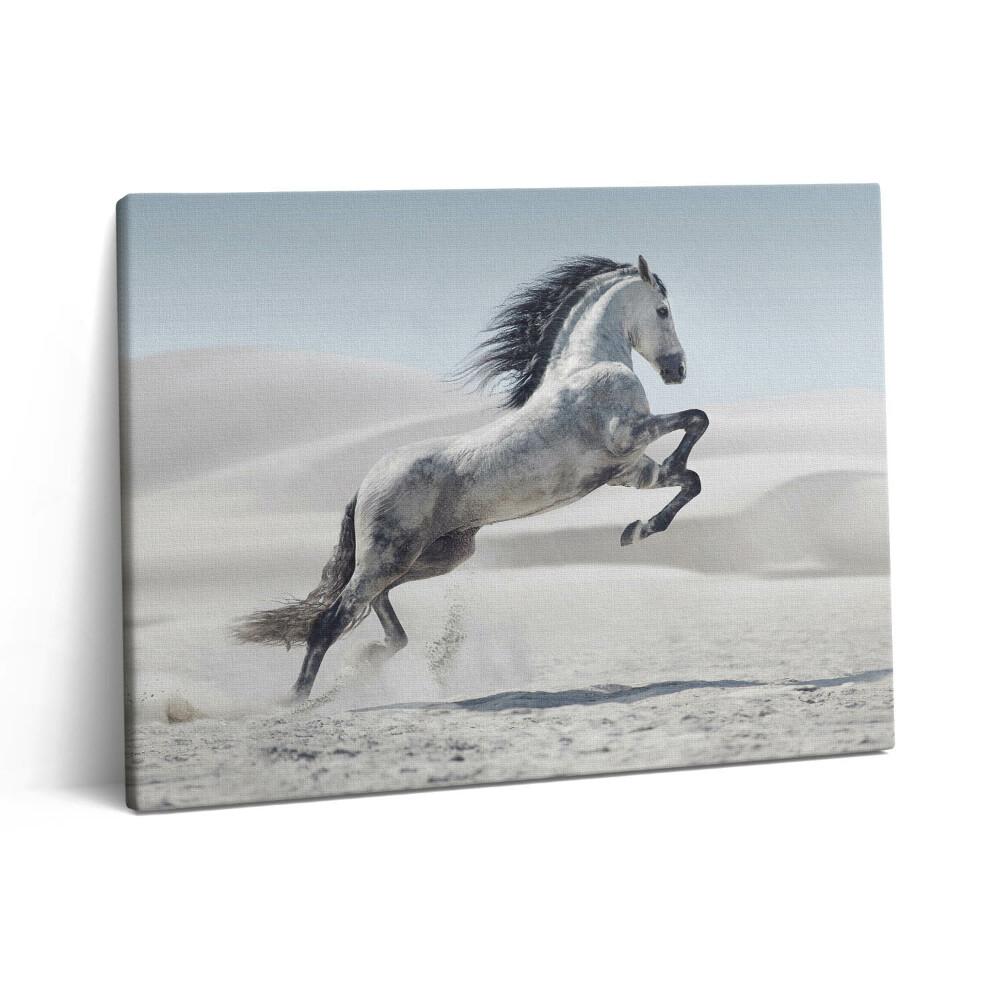 Pictură pe pânză 80x60 Cal alb galopant