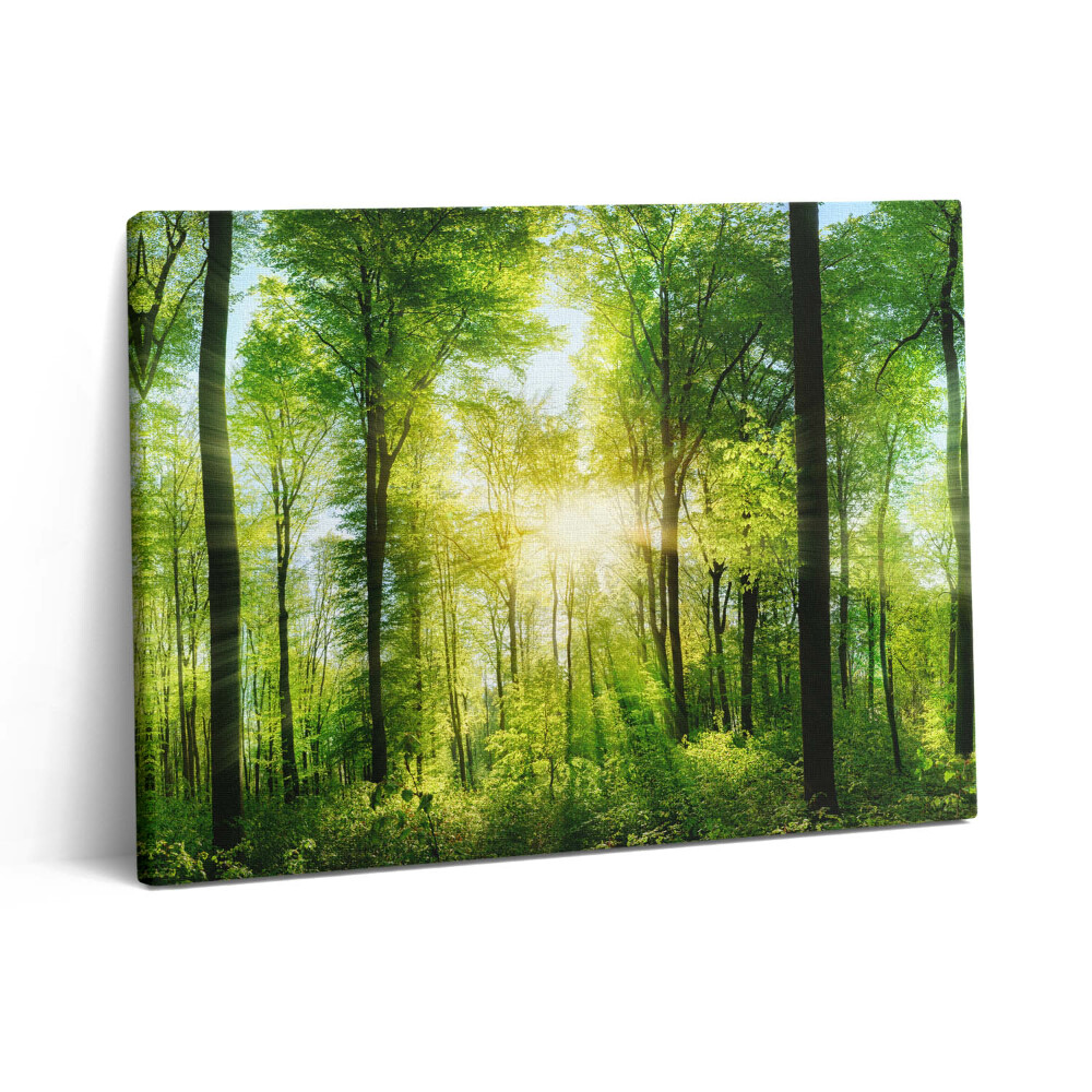 Pictură pe pânză 80x60 Natura copacilor de pădure