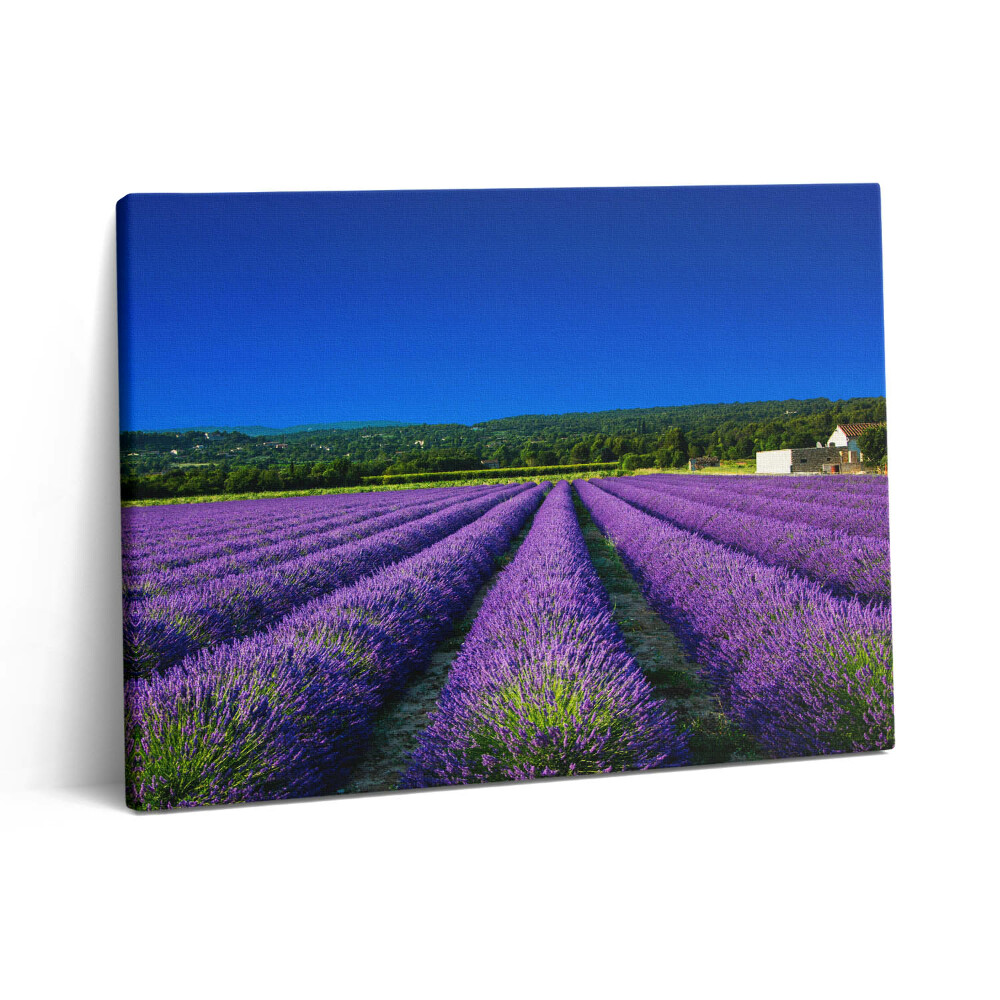 Pictură pe pânză 80x60 Câmp de lavandă în Provence
