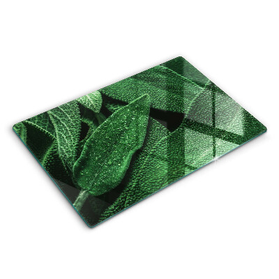 Modern placă din sticla protectie perete bucatarie Frunzele plantei 80x52 cm