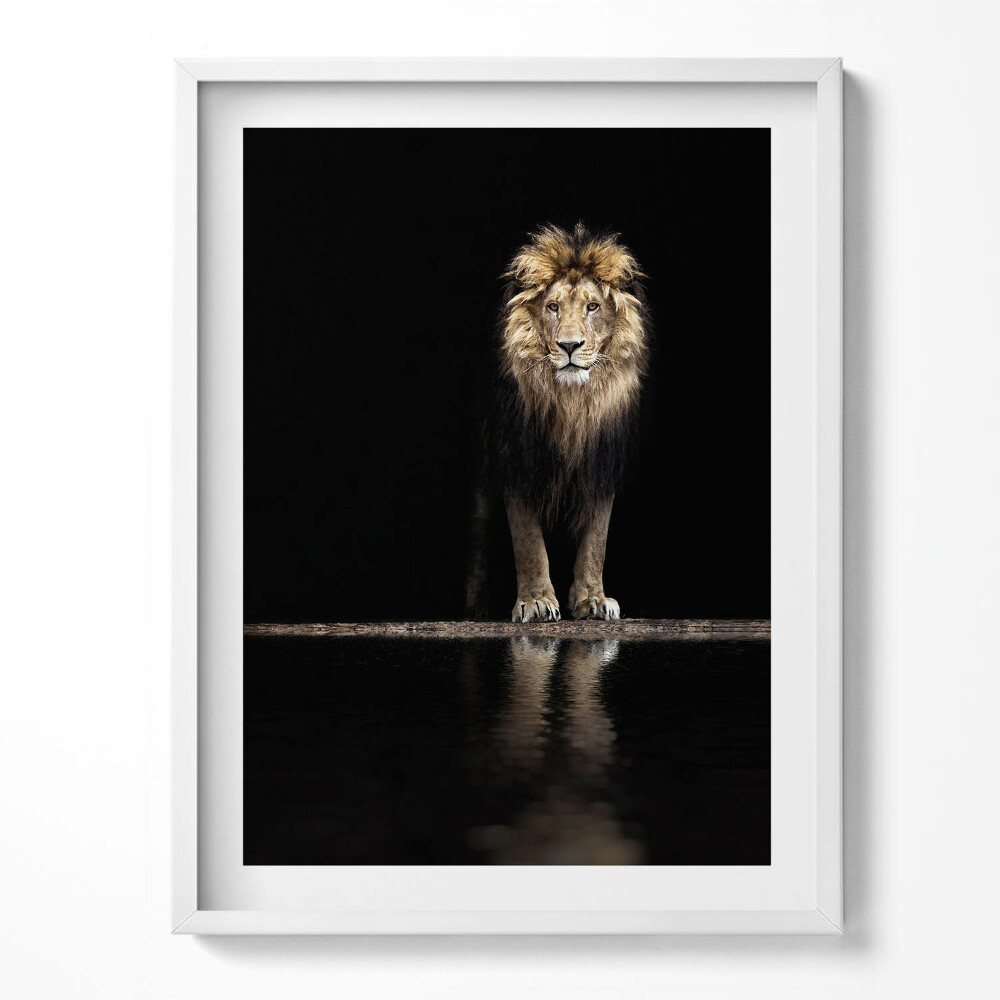Tablou living cu rama Leu sălbatic, animal singuratic