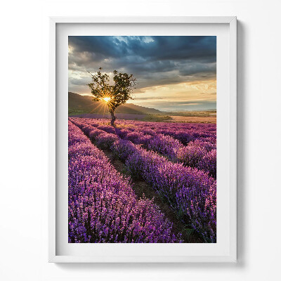 Tablou living cu rama Peisaj de câmp de lavandă