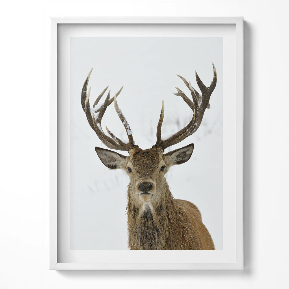 Tablou living cu rama Cerbul maiestuos