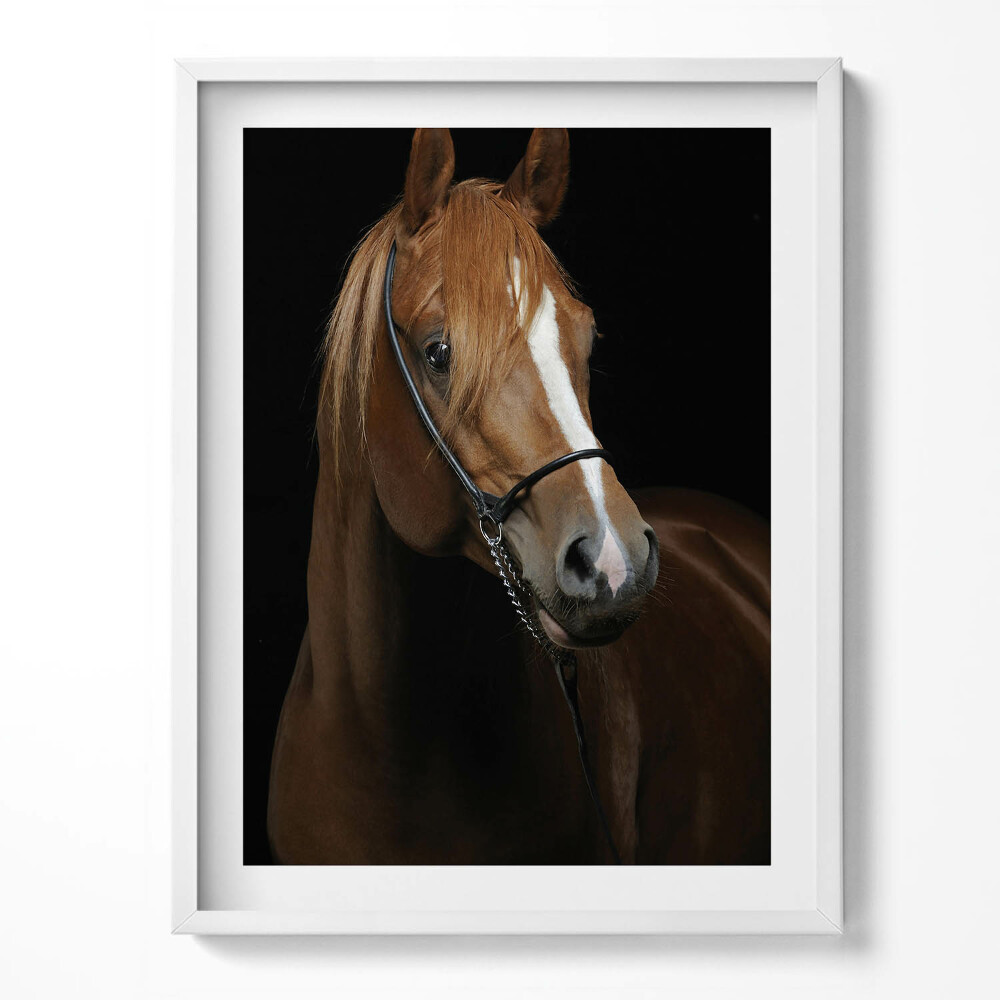 Tablou rama Cal brun