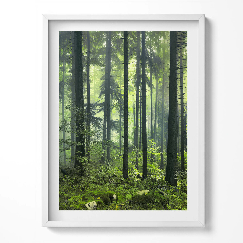 Tablou rama Peisaj de copaci și vegetație forestieră