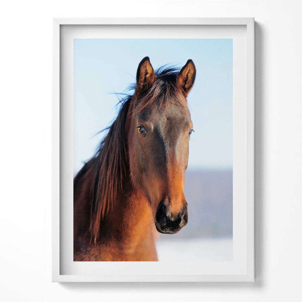 Tablou living cu rama Cap de cal maro