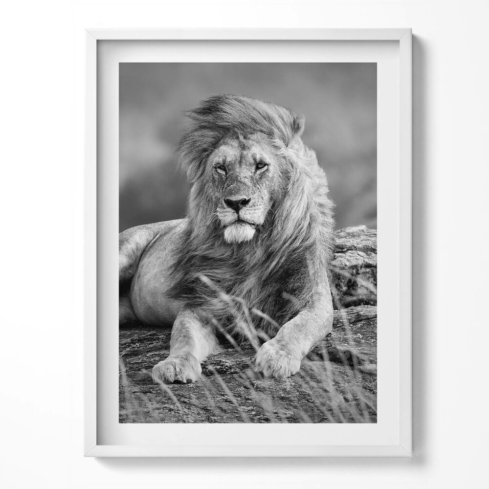 Tablou rama Leul animal maiestuos