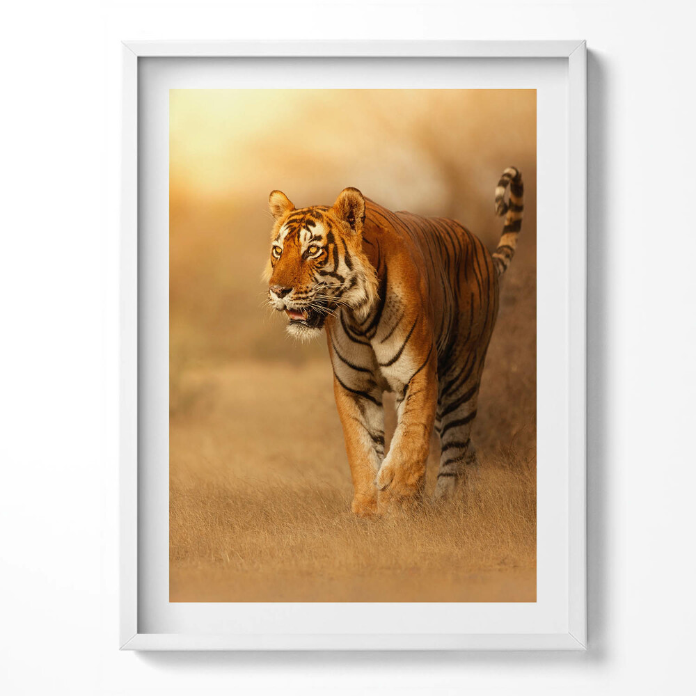 Tablou living cu rama Tigru sălbatic la vânătoare