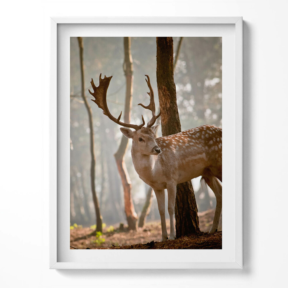 Tablou rama Cerbi în strălucirea soarelui care răsare