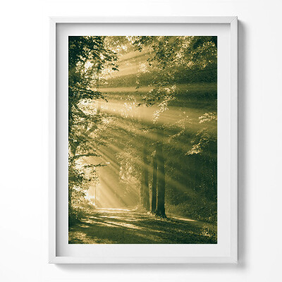 Tablou living cu rama Razele soarelui în pădure