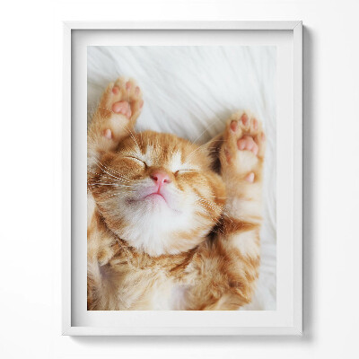 Tablou rama Pisicuță adormită