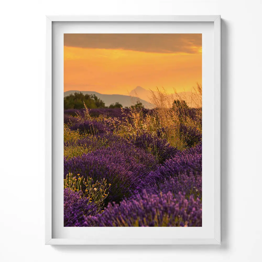 Tablou rama Pajiște de lavandă Provence Franța