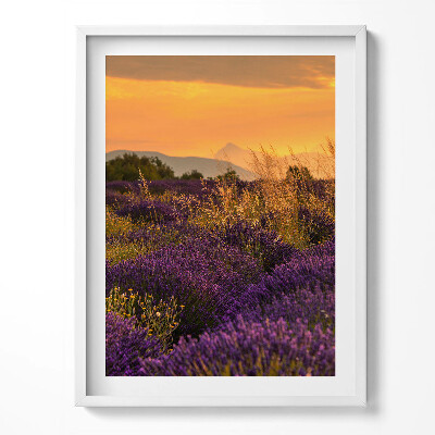 Tablou rama Pajiște de lavandă Provence Franța