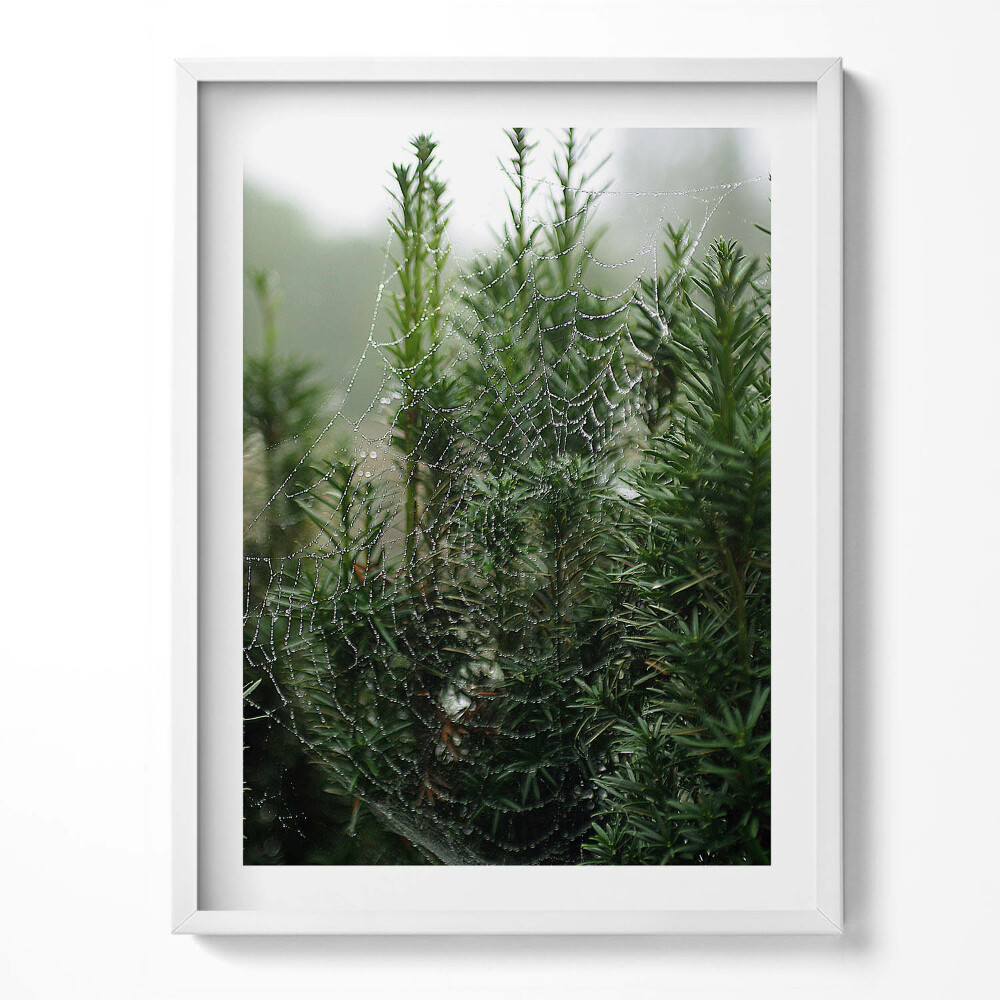 Tablou rama Pânză de păianjen cu rouă pe un copac