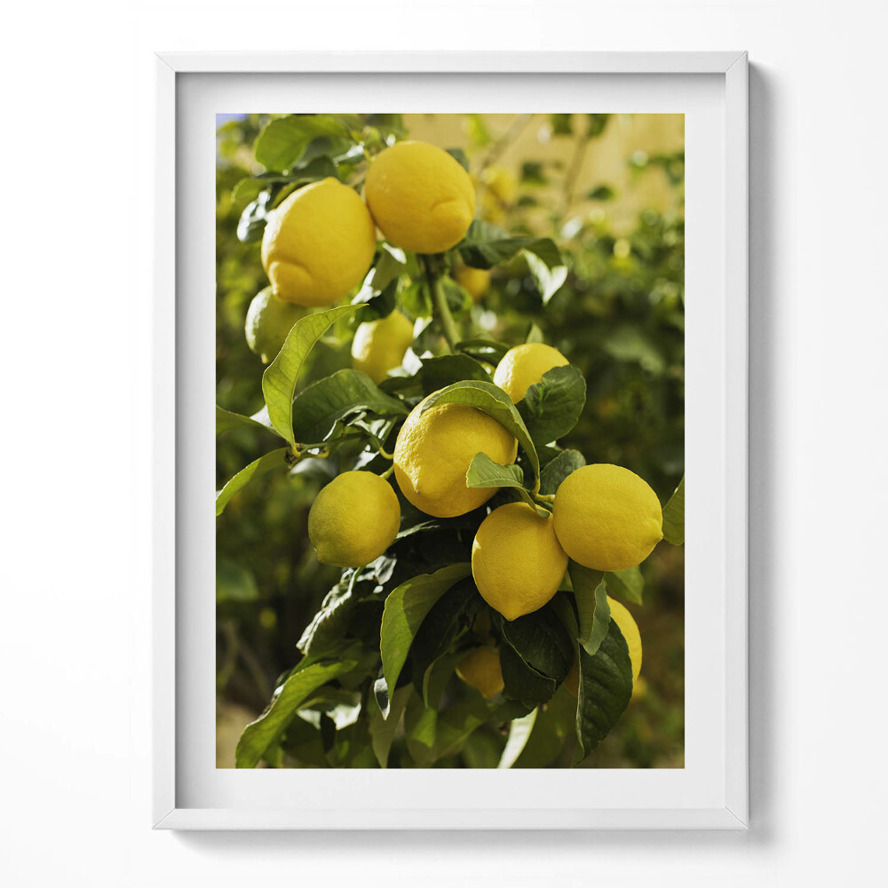 Tablou living cu rama Lămâi coapte siciliene