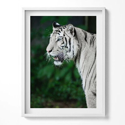 Tablou rama Tigru alb în junglă