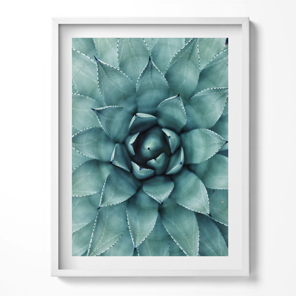 Tablou rama Plantă suculentă verde