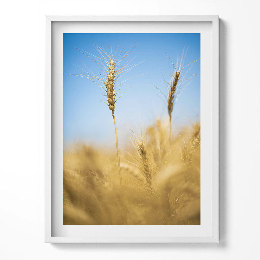 Tablou living cu rama Șuvițe de porumb pe cer