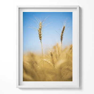 Tablou living cu rama Șuvițe de porumb pe cer