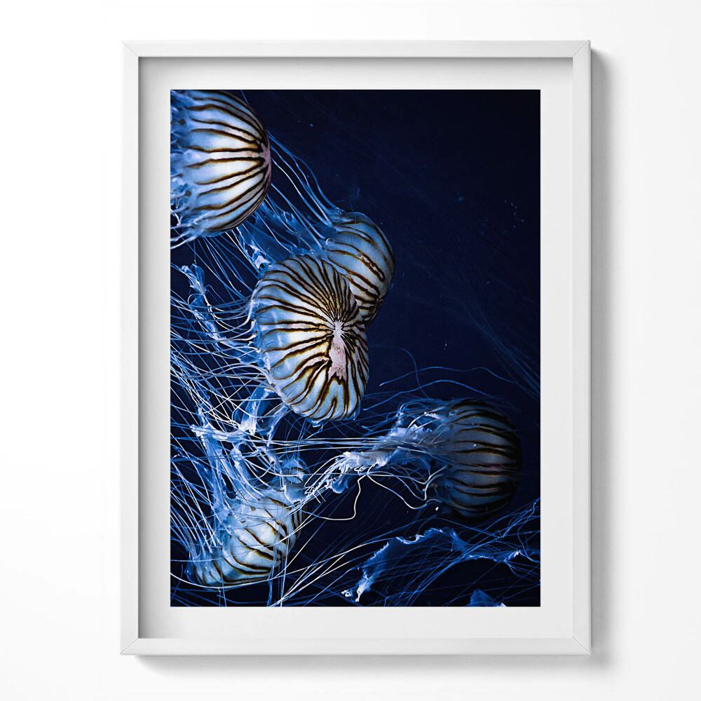Tablou rama Meduze albastre în apă