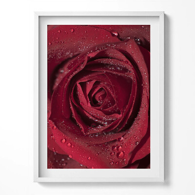 Tablou living cu rama Prim-plan al unui trandafir roșu în rouă