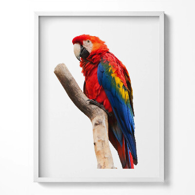 Tablou rama Papagal macaw colorat pe o ramură