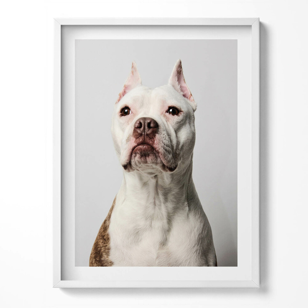 Tablou rama Portretul unui câine demn