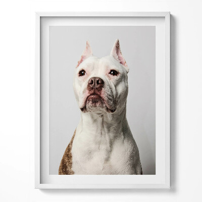 Tablou rama Portretul unui câine demn