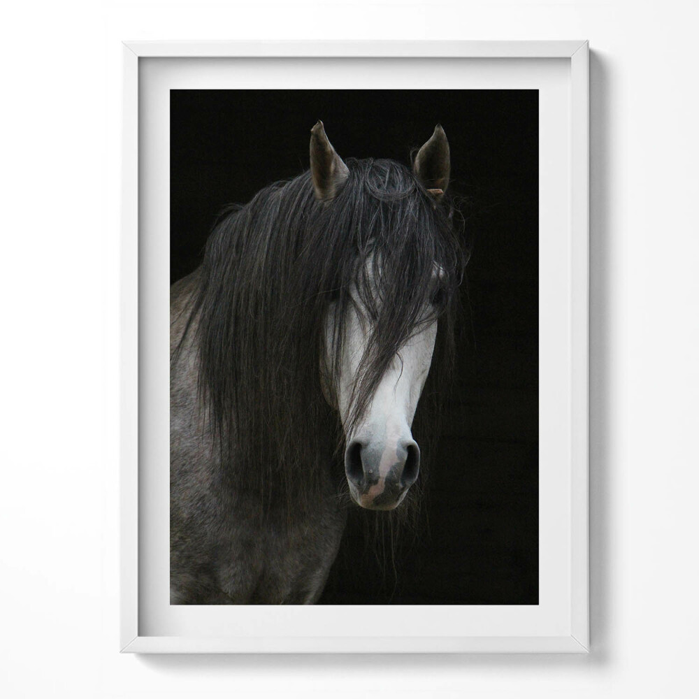 Tablou living cu rama Cap de cal gri