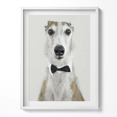 Tablou living cu rama Portretul unui câine cu papion