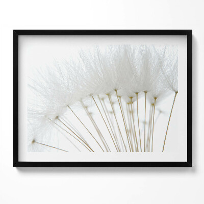 Tablou rama Păpădii albe