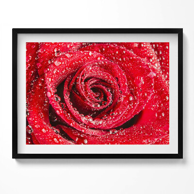 Tablou rama Rouă pe petalele unui trandafir roșu